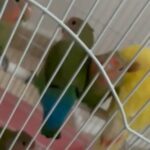 Lovebird Parrots in Abu Dhabi