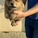 Chow Chow Puppies in Dubai