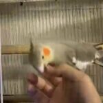 زوج كوكتيل منتج cocktail Breeding pair in Sharjah