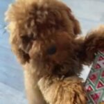 Toy Poodle in Dubai