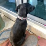 Labrador, 3 Months, Urgent in Dubai