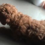 toy poodle Male in Dubai