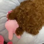 Toy poodle pure breed puppies Available in Dubai