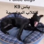 pure german shepherds puppies police line available in Abu Dhabi