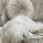 Rare Full White Shih Tzu in Dubai