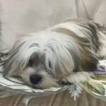 Pure Shih Tzu With Beautiful Fur Combination in Dubai