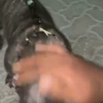 French Bulldog in Dubai