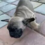 French Bulldog in Dubai