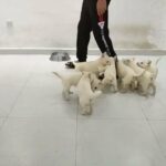 white husky puppies in Dubai