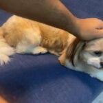 Female Shihtzu in Dubai