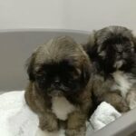 shihtzu puppy in Dubai