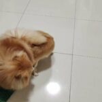 Pomeranian male for mating ذكر بومرينيان للتزاوج in Sharjah