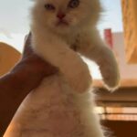 Himalayan Seal Point Kitten For Sale in Abu Dhabi