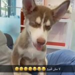 Brown Tri Color Husky Puppy in Dubai