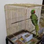 Alexander Male Parrot (Mithu) in Dubai