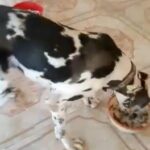Great Dane Females in Dubai