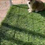 Welsh Corgi Pure Breed Puppies Available in Dubai