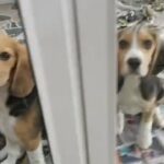 beagle puppy in Dubai