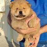 Best Chow Chow Puppies Available in Dubai