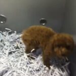 Imported Toy Poodle Female Available in Dubai