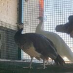 طاووس هندي بني جاهزة للانتاج in Dubai