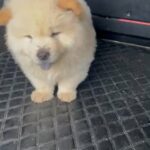 Chow Chow Puppy Male Best Quality in Dubai