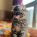 Siberian cat For Sale in Dubai