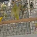 Pied Celestial Parrotlet in Dubai