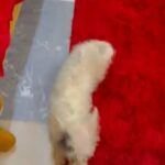 Pure Male Chihuahua Potty Trained in Al Ain