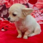 Pure teacup Female Chihuahua in Al Ain