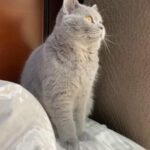 Pure British Shorthair in Dubai