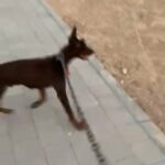 Doberman For Breading Female in Al Ain