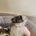 Shih Tzu Puppies in Sharjah