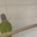 Plum Headed Parakeet in Dubai