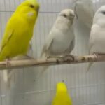 English Budgie Latino And Albino in Dubai