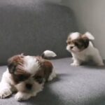 Princess type shih-tzu puppies pure quality in Abu Dhabi