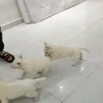 white husky puppies in Dubai