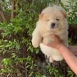 Chow Chow Puppy Male Super Quality in Dubai