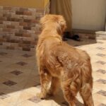 golden retriever male for mating لتزاوج لتلقيح in Ajman