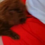 Toy poodle for sale-توي بودل للبيع in Al Ain