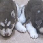 [SOLD] Husky malmout puppies super top quality in Abu Dhabi