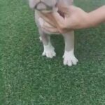 American bully for sale in Sharjah