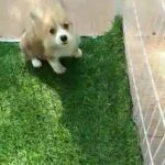 CORGI PURE BREED PUPPY AVAILABLE in Dubai