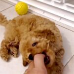 Miniature Poodle puppies in Sharjah