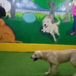 Labrador Retriever female in Dubai