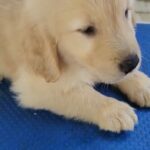 GOLDEN RETRIEVER KING SIZE TOP BLOODLINE MALE PUPPY AVAILABLE in Dubai