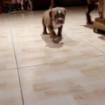 Male American bully puppy in Dubai