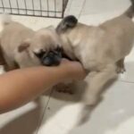 Pug Puppy 🐶 Male in Dubai