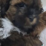 Looking for FurEver Family.. in Dubai