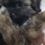 Shihpoo in Dubai